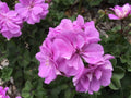 Ivy Geranium Cuttings 4 Pack Double Bright Pink Pelargonium peltatum for Hanging Baskets & Gardens