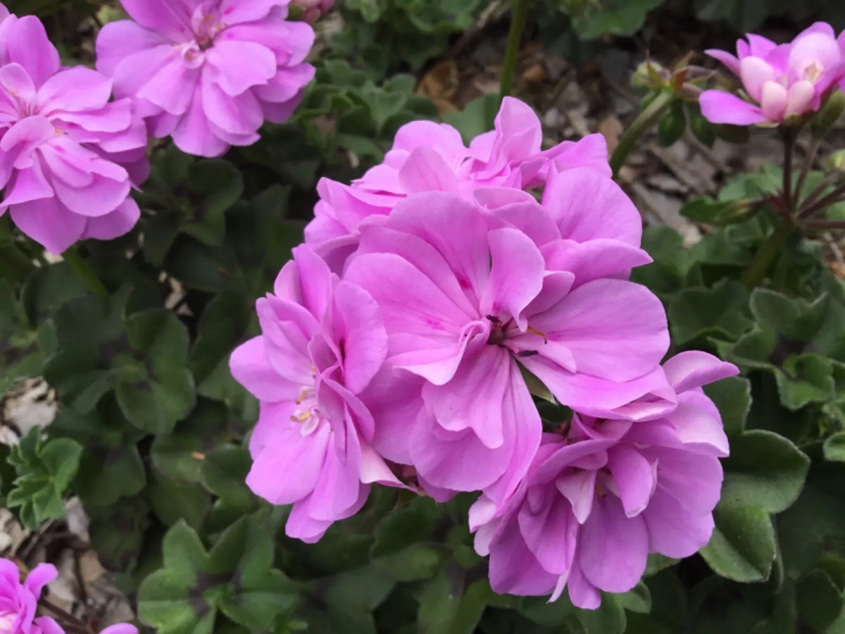 Ivy Geranium Cuttings 4 Pack Double Bright Pink Pelargonium peltatum for Hanging Baskets & Gardens