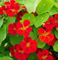 Nasturtium Seeds - Globe of Fire Red Scarlet Edible Flower, Fragrant, Non-GMO, Tropaeolum majus, 20 Seeds