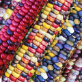 Painted Mountain Ornamental Corn Seeds - Organic Rainbow Indian Dent Zea mays Heirloom for Gardens & Fall Decor