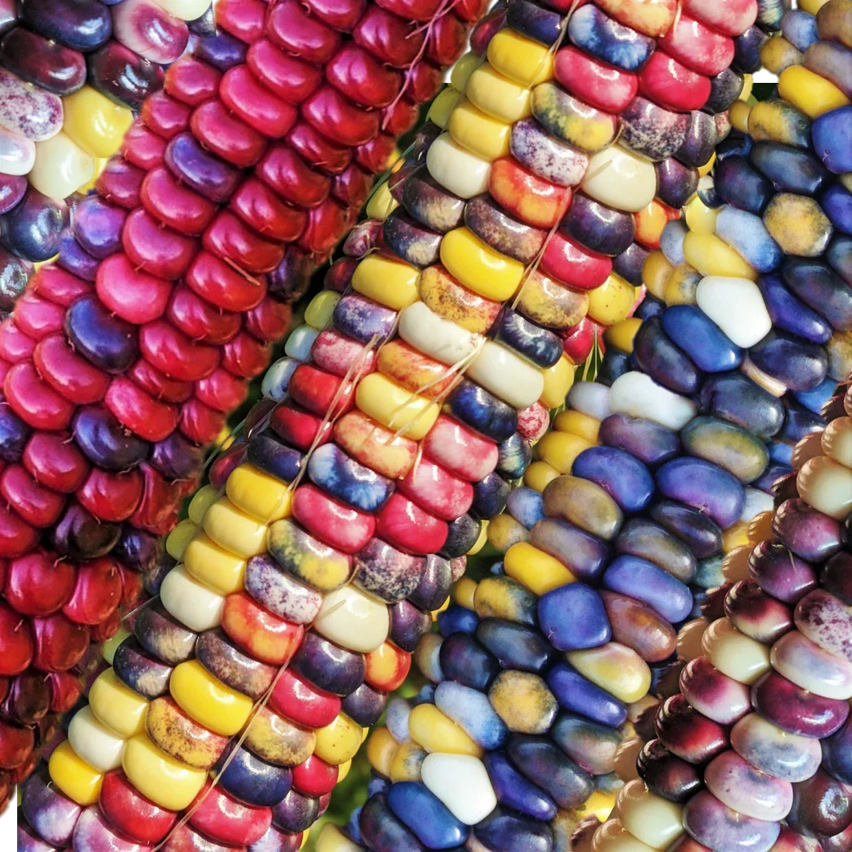 Painted Mountain Ornamental Corn Seeds - Organic Rainbow Indian Dent Zea mays Heirloom for Gardens & Fall Decor