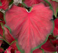 Caladium Bulbs 6 Pack Red Ruffles Perennial Planting Caladium bicolor for Shade Gardens