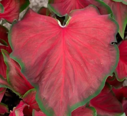 Caladium Bulbs 6 Pack Red Ruffles Perennial Planting Caladium bicolor for Shade Gardens