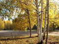 White Birch Tree Seeds 200 Betula papyrifera Autumn Yellow Foliage Deciduous Tree
