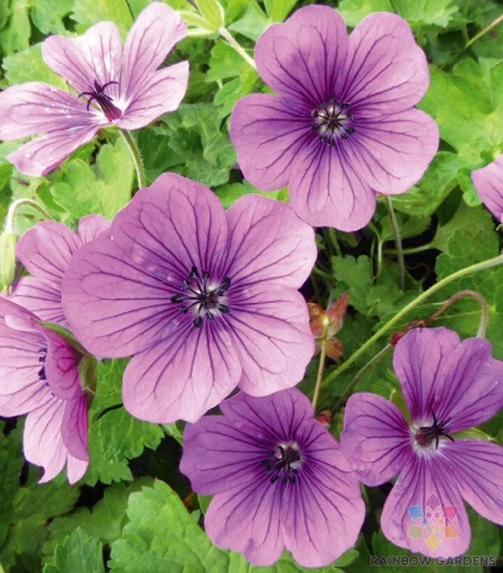 Hexham Velvet Geranium Seeds - 25+ Pack, Pelargonium 'Tetragonum', Perennial, Deep Purple Flowers, Garden, Container, Pollinator-Friendly