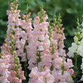 Avignon Pink Snapdragon Seeds - 1000+ Antirrhinum majus Flower Seeds for Garden Planting, Annual, Pink Blooms