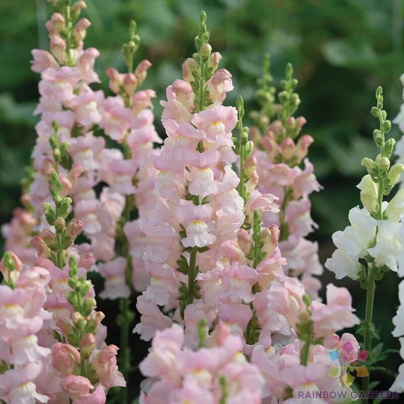Avignon Pink Snapdragon Seeds - 1000+ Antirrhinum majus Flower Seeds for Garden Planting, Annual, Pink Blooms