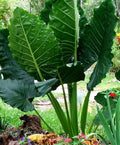 Borneo Giant Elephant Ear Taro Seedlings – 3-6 Inch Alocasia Macrorrhiza Tropical Indoor Outdoor Plants