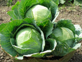 Danish Ballhead Cabbage Seeds - 150 Count Packet - Brassica oleracea var. capitata - Dense, Round Heads, Non-GMO, Open-Pollinated