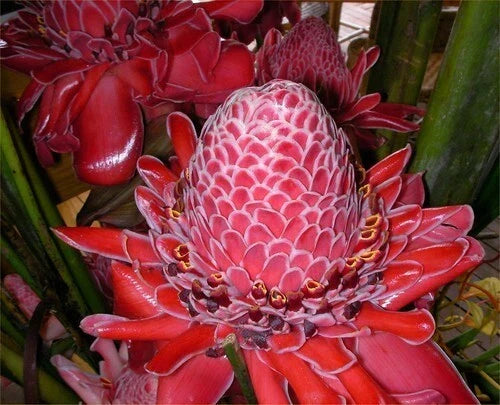 Organic Red Torch Ginger Seeds - Etlingera elatior Tropical Flowering Plant - Pack of 10 Seeds
