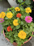 California Giant Zinnia Seeds - 50+ Non-GMO Flower Seeds for Vibrant Garden Blooms - Zinnia elegans