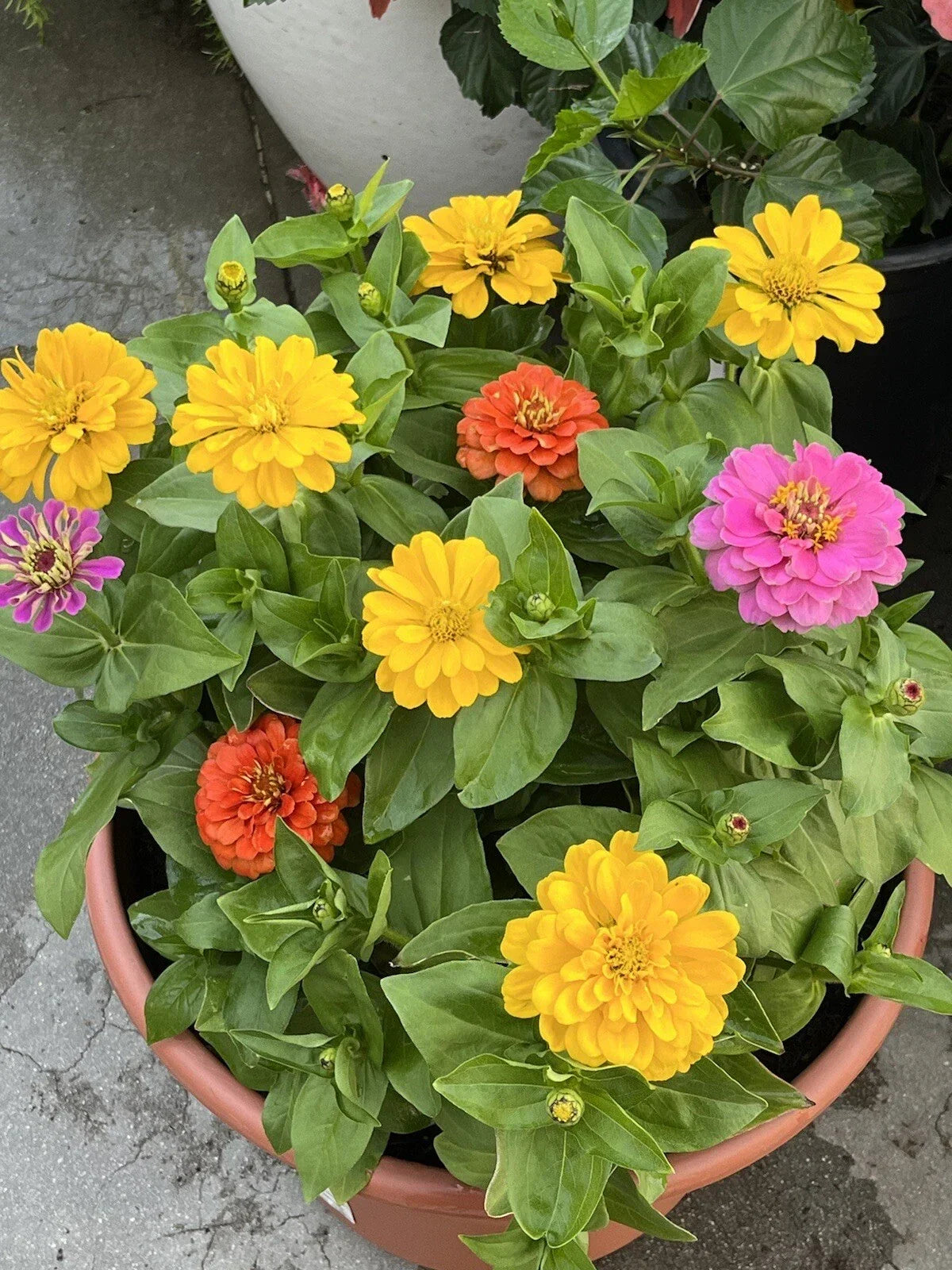 California Giant Zinnia Seeds - 50+ Non-GMO Flower Seeds for Vibrant Garden Blooms - Zinnia elegans