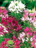Bright Pink White Mix Spider Seeds - 100 Pack Clome Spinosa Perennial for Garden, Borders & Containers