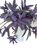 Purple Heart Wandering Tradescantia Cuttings - 15 Live Tradescantia Pallida Purpurea Plants