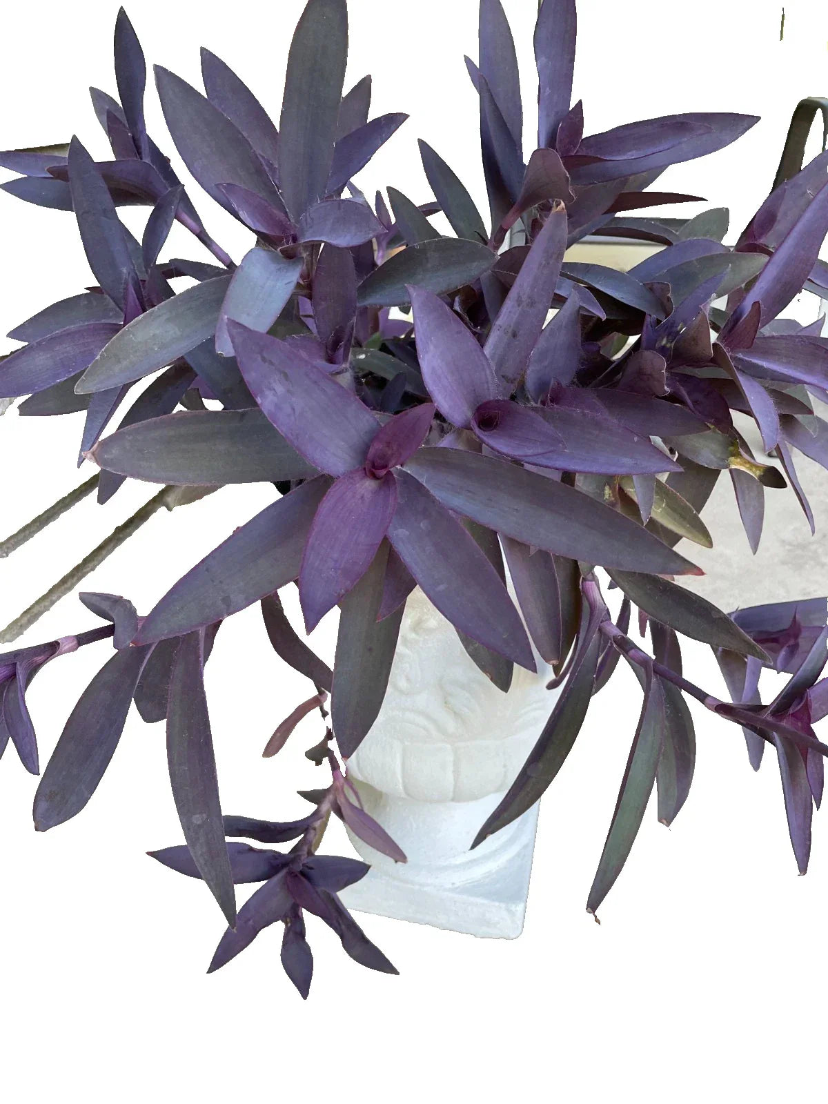 Purple Heart Wandering Tradescantia Cuttings - 15 Live Tradescantia Pallida Purpurea Plants