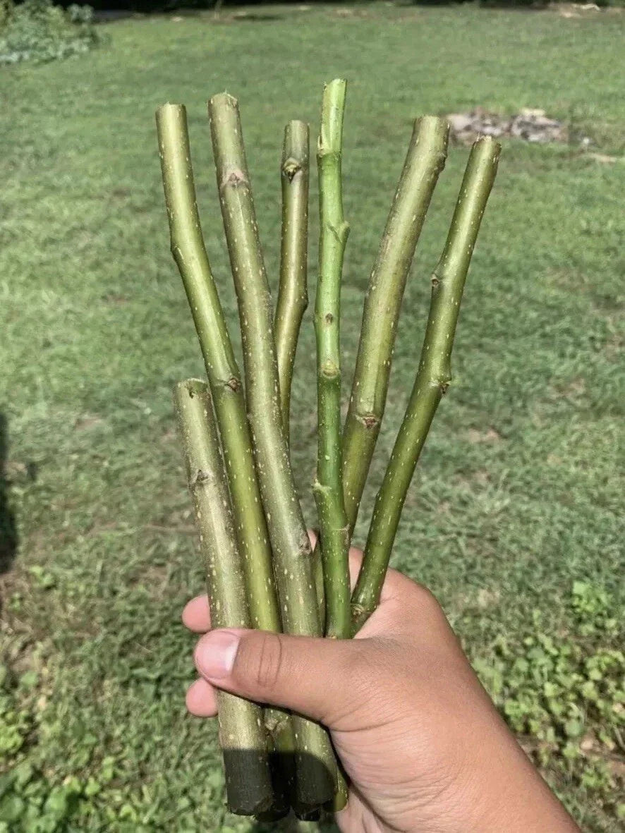 Organic Pear Tree Cuttings 10in Pyrus communis for Propagation, Fruit-Bearing, Fresh Planting Material