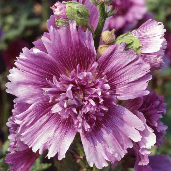 Hollyhock Seeds - Queeny Purple - Perennial Flower Seeds - Alcea rosea - 2004 AAS Winner, 4-6 ft tall