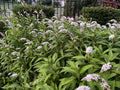 12 Bare Root Gooseneck Loosestrife Perennials - White Flowering Shrub for Gardens Lysimachia clethroides