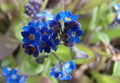 Forget Me Not Seeds Pack | 1000+ Myosotis spp. Blue Flowers for Borders & Containers