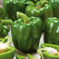 Emerald Giant Sweet Pepper Seeds - 25+ Pack, Capsicum annuum, Large Green Peppers for Garden & Container Planting