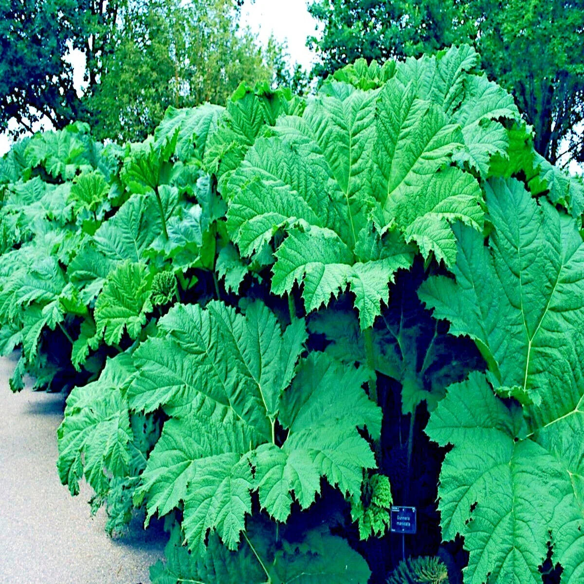 Gunnera Manicata Seeds - Rare Exotic Giant Hardy Plant for Garden - Dinosaur Food Foliage Seed Pack of 10