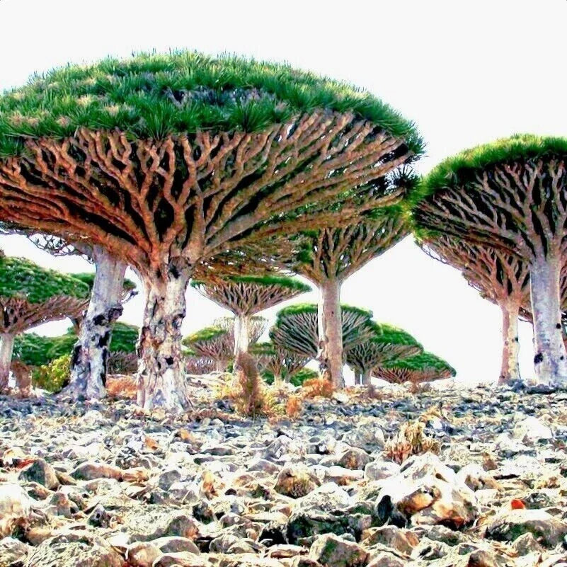 Dragon's Blood Tree Seeds - 10 Pack - Dracaena draco - Exotic Canary Islands Bonsai Seeds for Indoor & Outdoor Gardening