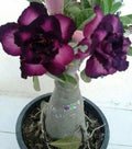 Purple Black Desert Rose Seeds - Adenium obesum Perennial Flower Seeds, 4 Pack for Garden & Landscape