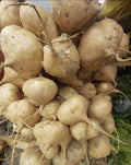 Jicama Seeds - 100+ Pack - Mexican Turnip - Pachyrhizus erosus - Non-GMO, High Germination, Easy to Grow