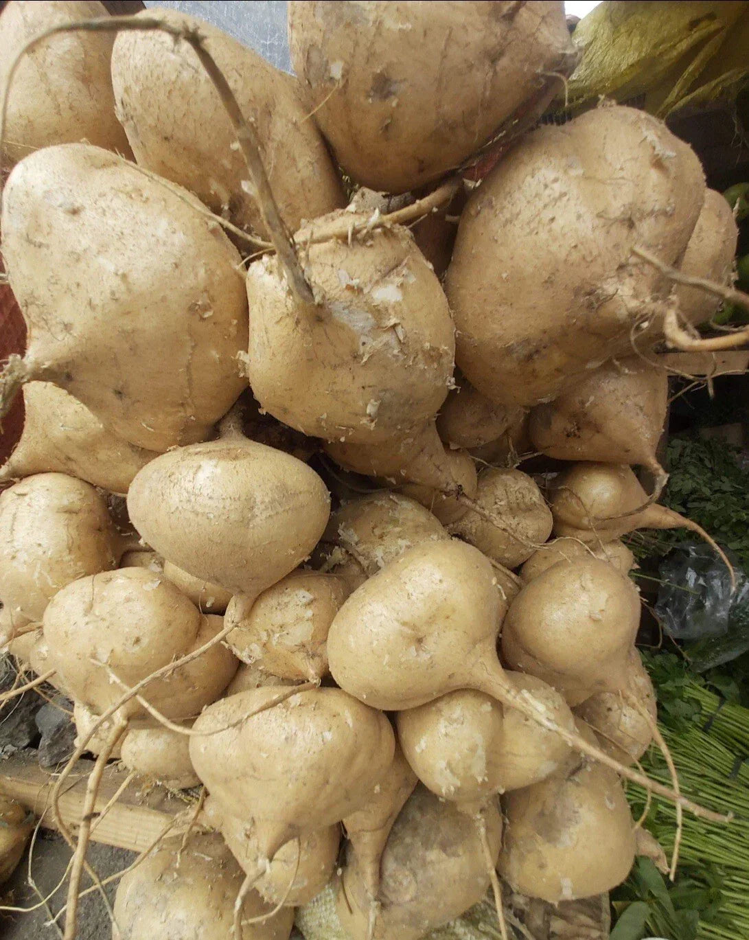 Jicama Seeds - 100+ Pack - Mexican Turnip - Pachyrhizus erosus - Non-GMO, High Germination, Easy to Grow