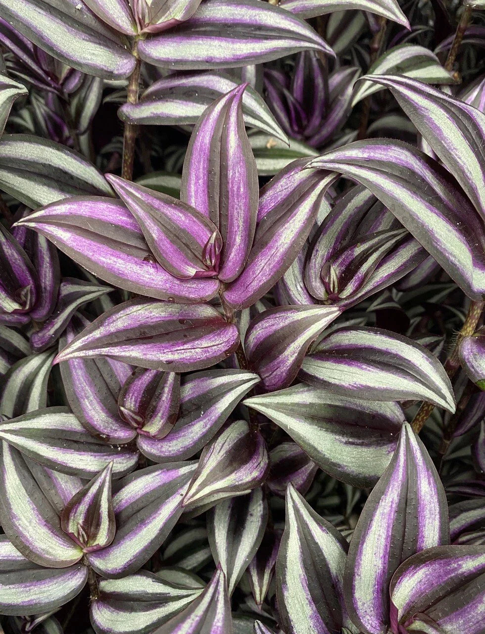 Wandering Jew Plant Cuttings - 9 Rare Multicolor Tradescantia Zebrina Varieties