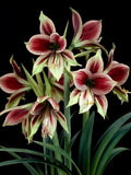 Amaryllis Bulb 10-15 cm Hippeastrum papilio Butterfly Flower Indoor Houseplant