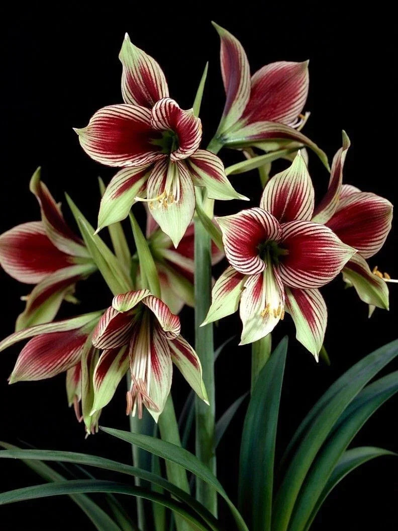 Amaryllis Bulb 10-15 cm Hippeastrum papilio Butterfly Flower Indoor Houseplant