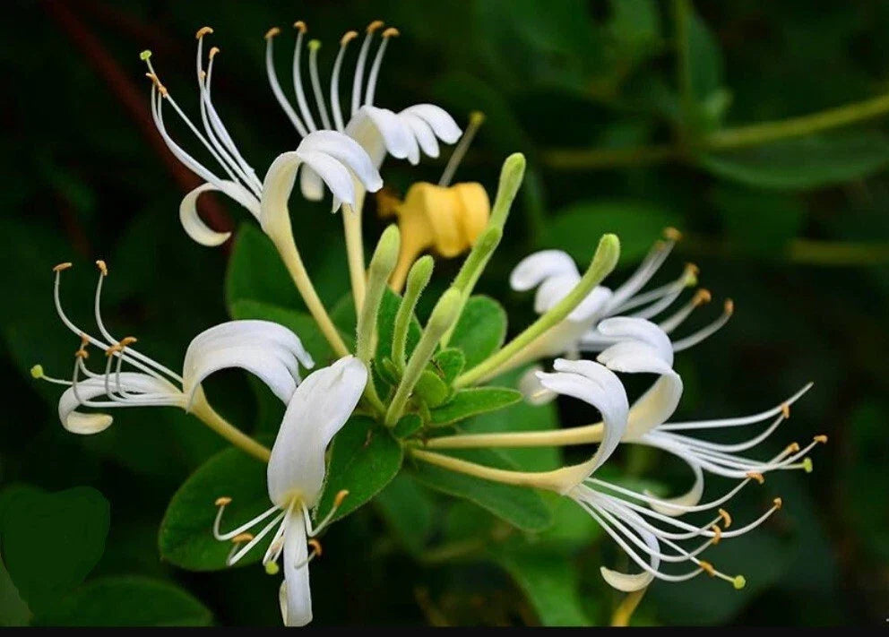White Honeysuckle Vine Live Plant – Bare Root 1-3 Feet, Lonicera japonica, Fragrant Climbing Vine for Gardens and Fences