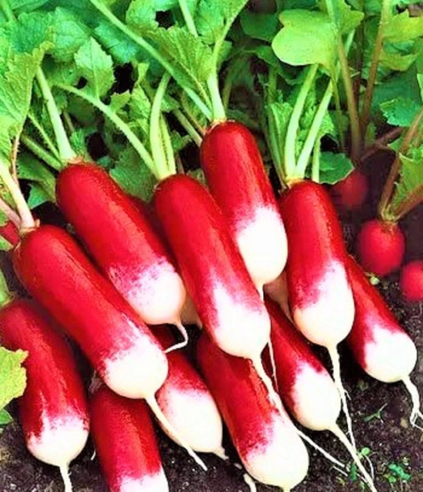 French Breakfast Radish Seeds - Non-GMO, Heirloom, Raphanus sativus, Fast-Growing, Compact, Edible Root, Vegetable Seeds for Home Garden