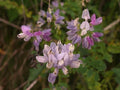 Crown Vetch Seeds - 100+ Packets - Coronilla varia Perennial Ground Cover for Erosion Control & Pollinator Gardens