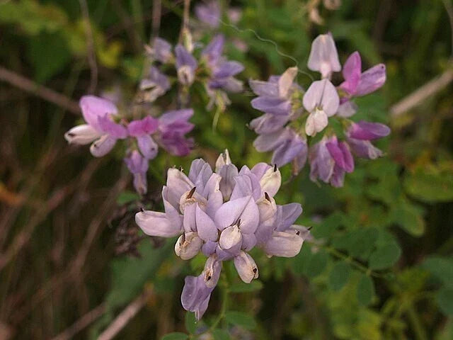 Crown Vetch Seeds - 100+ Packets - Coronilla varia Perennial Ground Cover for Erosion Control & Pollinator Gardens