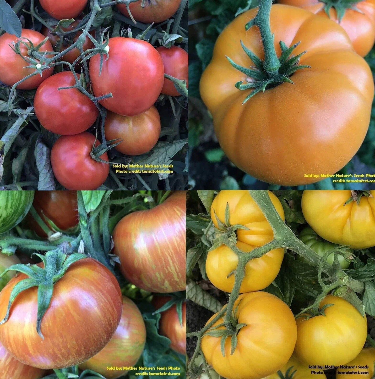 Dwarf Rainbow Mix Tomato Seeds - Organic Non-GMO Heirloom Varieties for Container Gardening - 25+ Seeds