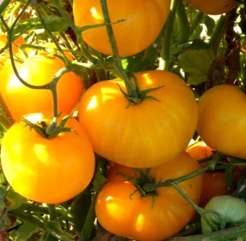 Azoychka Tomato Seeds - 50+ Indeterminate Russian Heirloom Vegetable Garden Seeds