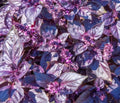 Dark Opal Basil Seeds - 2,000 Heirloom Non-GMO Seeds - Ocimum basilicum - Aromatic Purple Herb for Culinary & Garden Use