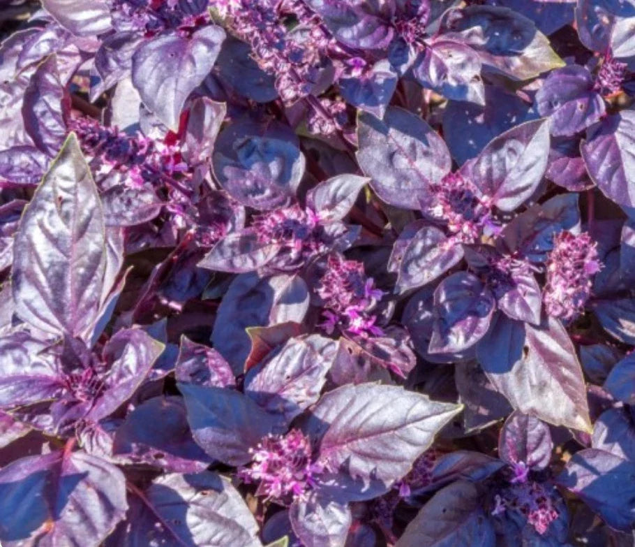 Dark Opal Basil Seeds - 2,000 Heirloom Non-GMO Seeds - Ocimum basilicum - Aromatic Purple Herb for Culinary & Garden Use