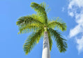 Royal Palm Tree Seeds - 10 Pack for Planting - Roystonea Regina - Tropical Landscaping, Garden, Outdoor, Palm Seeds