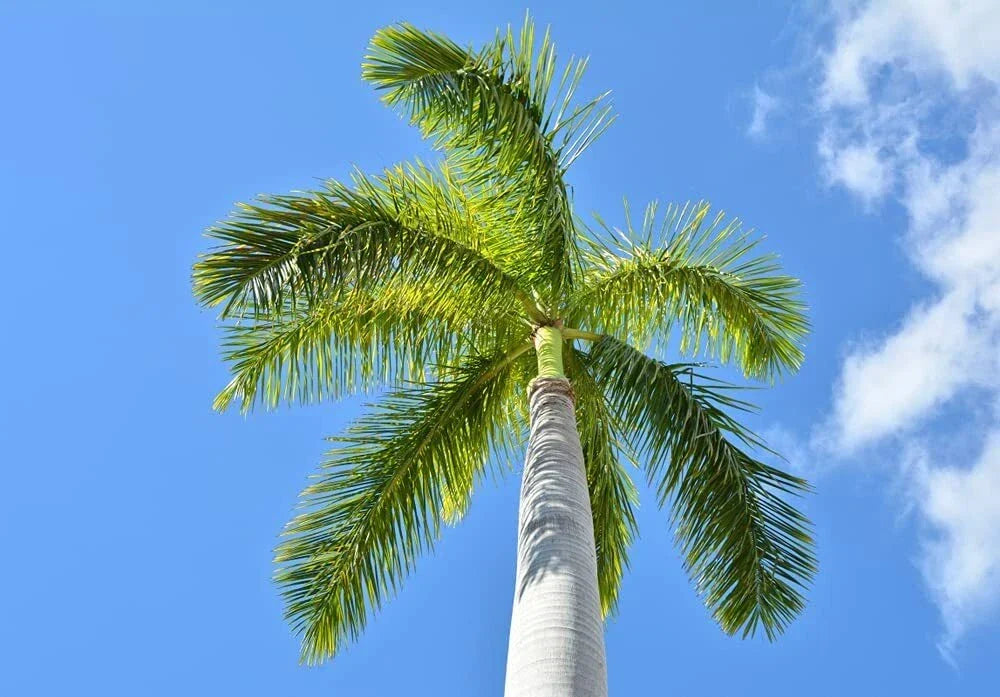 Royal Palm Tree Seeds - 10 Pack for Planting - Roystonea Regina - Tropical Landscaping, Garden, Outdoor, Palm Seeds