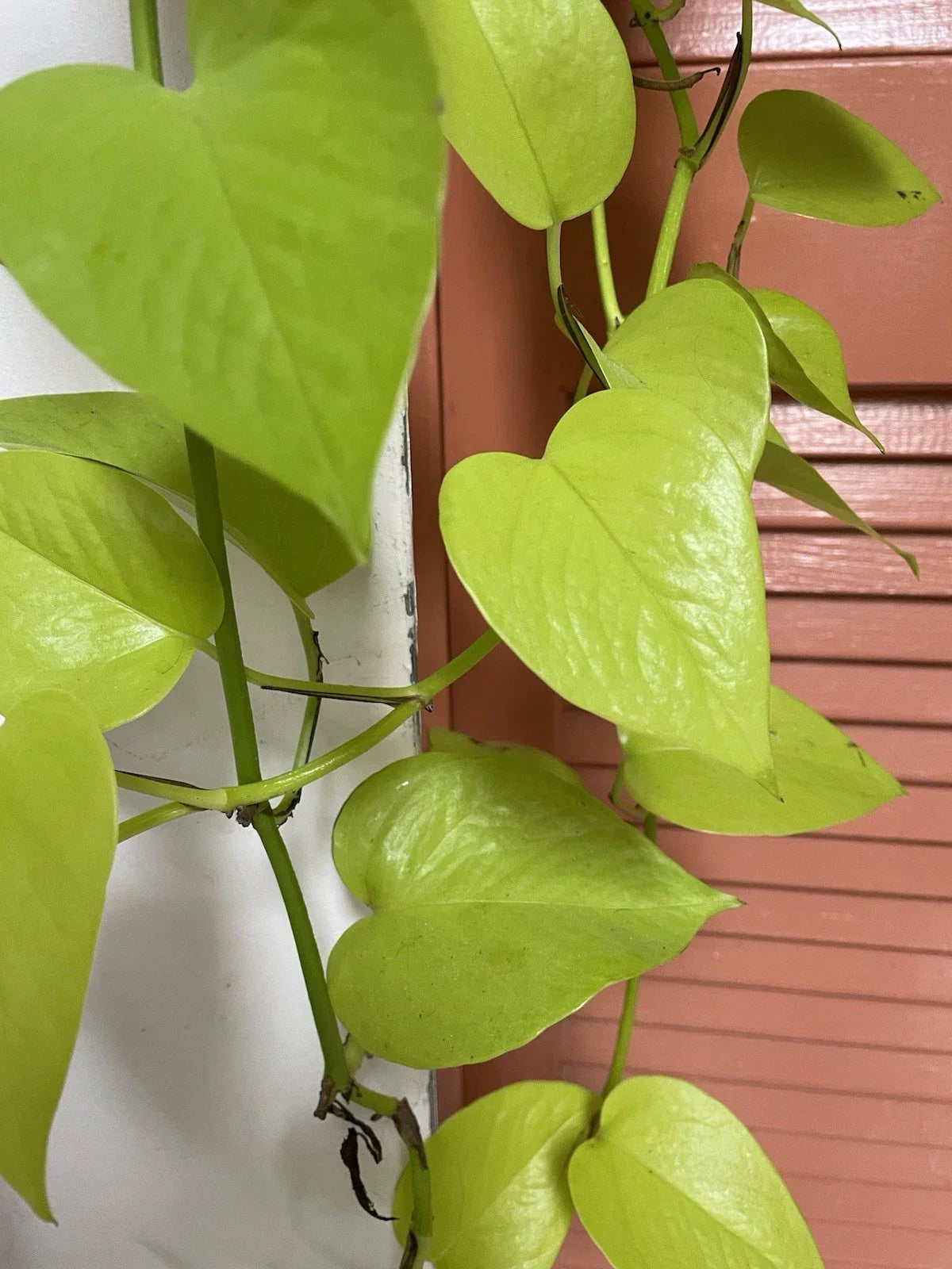 Neon Pothos Cuttings - 4 Fresh Lemon Lime Propagation Plants - Epipremnum aureum 'Neon' Indoor Houseplant