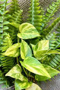 Rooted Plant Cuttings Set – 20 Pothos & Fern Indoor Houseplants – Easy Care Greenery for Home & Office