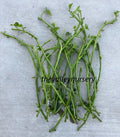 Sweet Potato Slips - 10 Fresh Rooted Vines - Organic Ipomoea batatas for Home Gardening