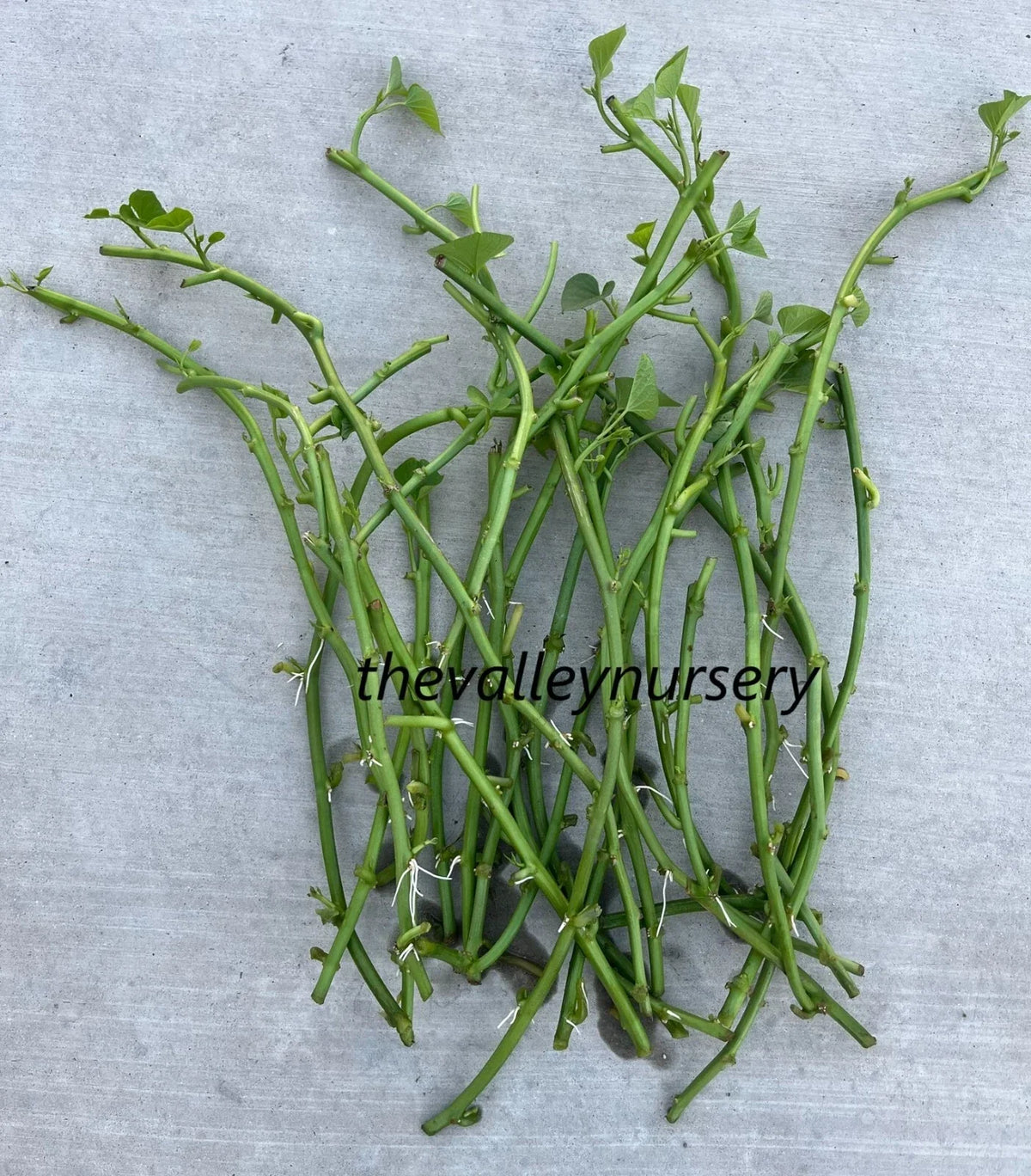 Sweet Potato Slips - 10 Fresh Rooted Vines - Organic Ipomoea batatas for Home Gardening