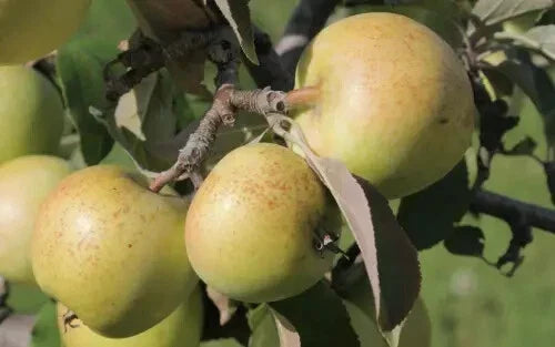 Sweet Coppin Apple Seeds - Heirloom Malus domestica for Home Garden Planting, 25+ Seeds, USA, Free Shipping