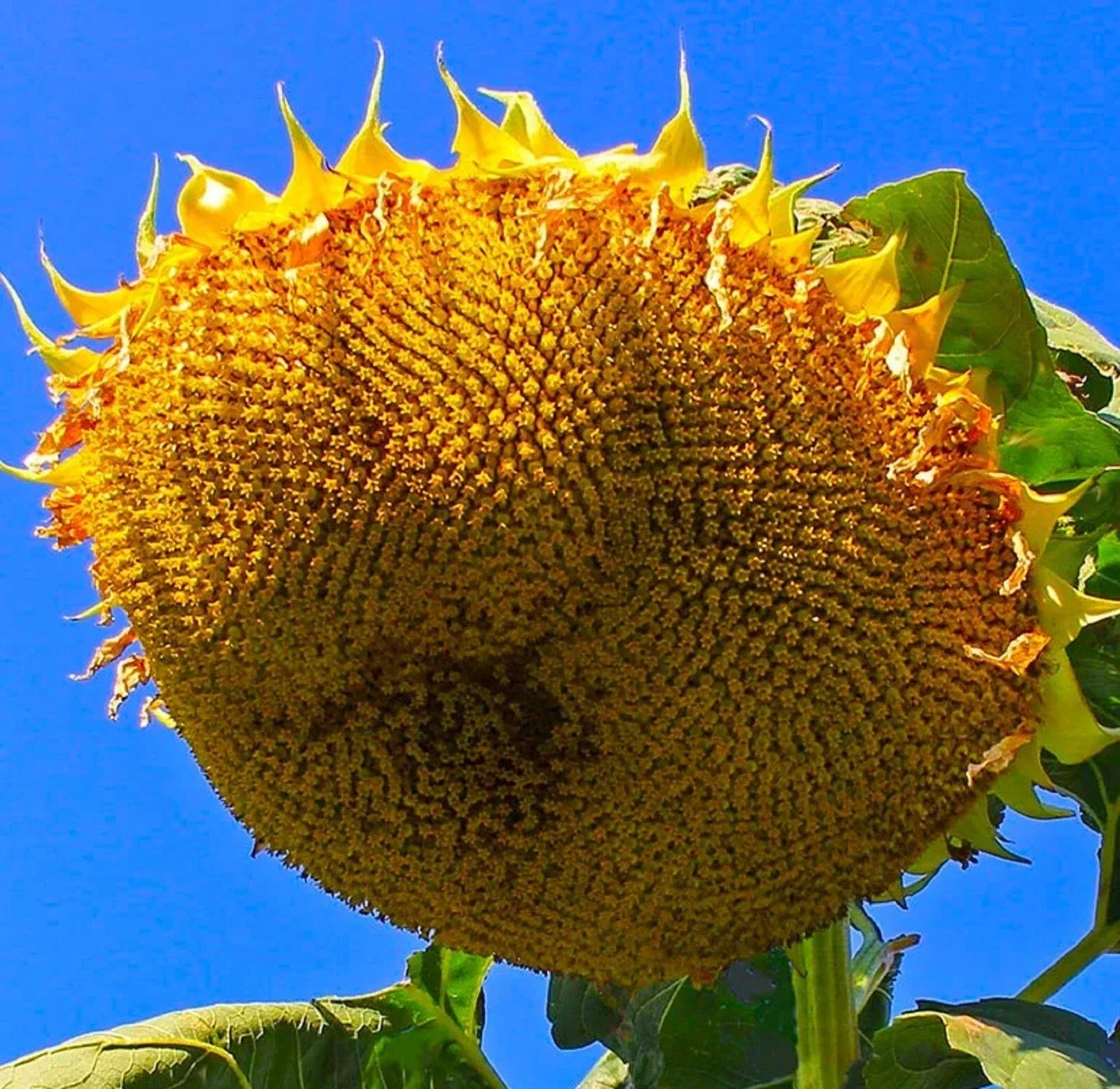 Mongolian Giant Sunflower Seeds – Helianthus annuus – Non-GMO, Tall, Fast-Growing, Attracts Pollinators, 10 Seeds