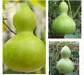 Bottle Gourd Seeds, Lagenaria siceraria, Ornamental & Culinary, 10+ Pack for Gardening & Crafting