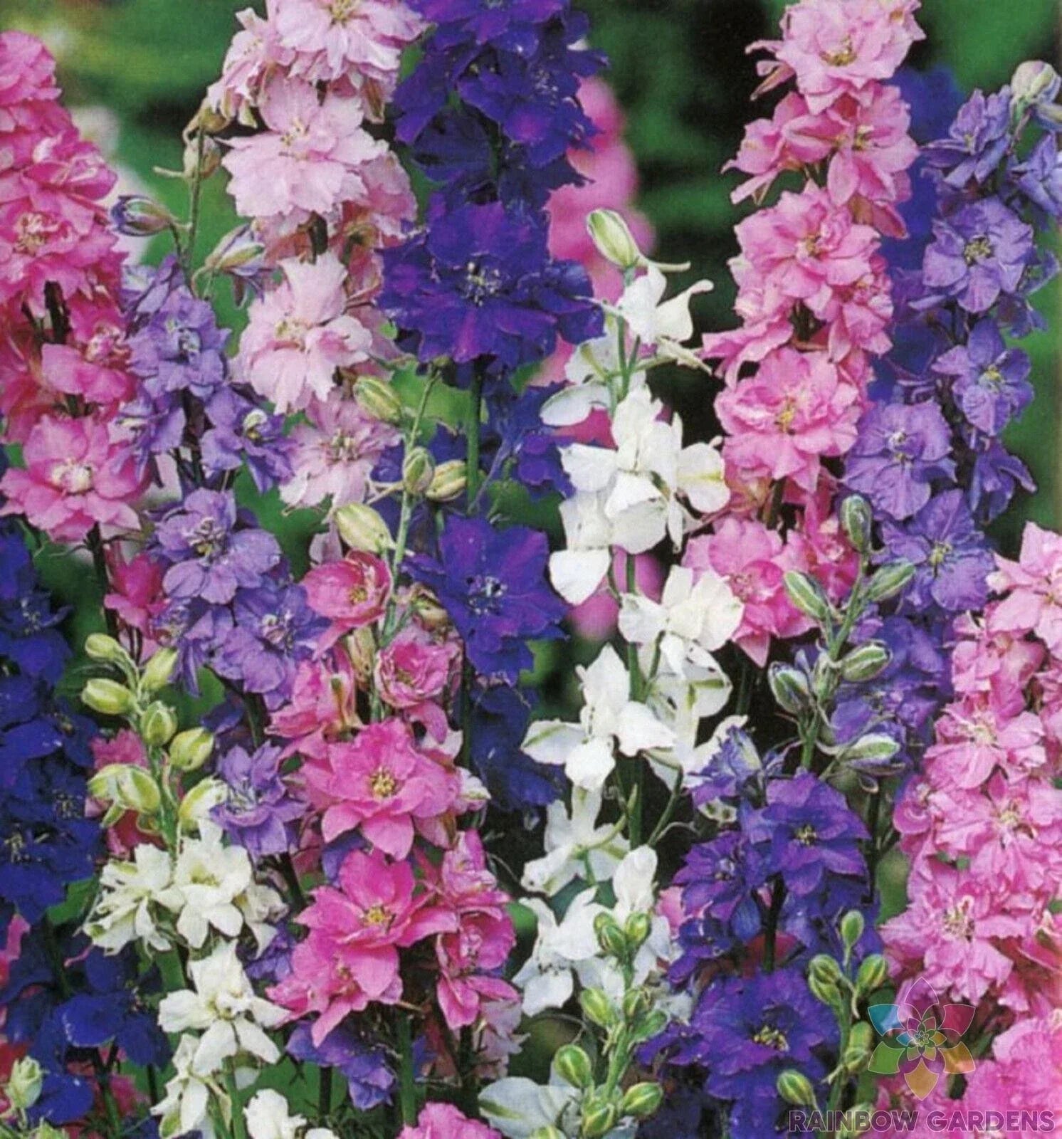 Rocket Tall Mix Delphinium Seeds - 200+ Blue, Purple, White, Pink Flower Seeds for Garden, Delphinium elatum, Full Sun, USA Grown